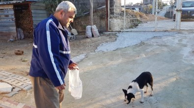 Kafası Bidona Sıkışan Köpeği Yanlışlıkla Girdiği Evin Sahibi Kurtardı