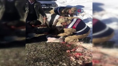 Yaralı Dağ Keçisini Jandarma Kurtardı