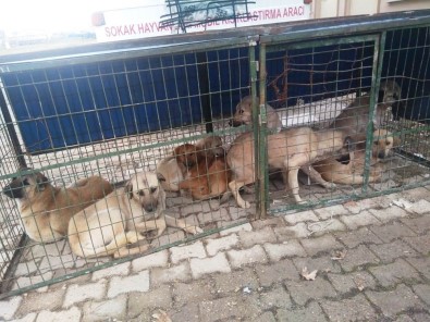 Hisarcık'ta Sokak Köpekleri Kısırlaştırılıyor