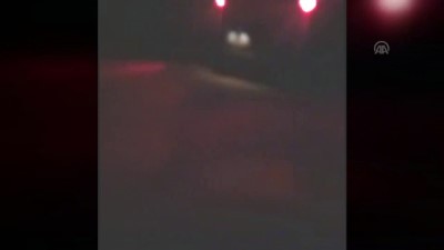 Bodrum'da Domuz Saldırısına Uğrayan 2 Kişi Yaralandı