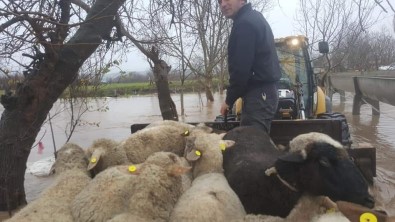 Sel Baskınında Mahsur Kalan Koyun Ve Köpekler Kepçe İle Kurtarıldı