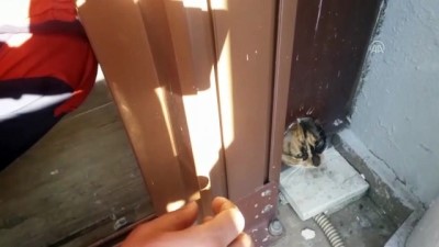 Adana'da Başı Kapının Pervazındaki Deliğe Sıkışan Kedi Kurtarıldı