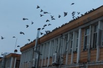 KIŞ MEVSİMİ - Güvercin Dostu Belediye