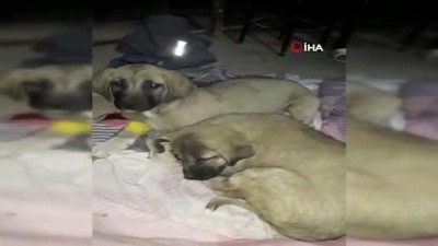 Köpeği Ezip Kaçan Zanlı Yakalandı