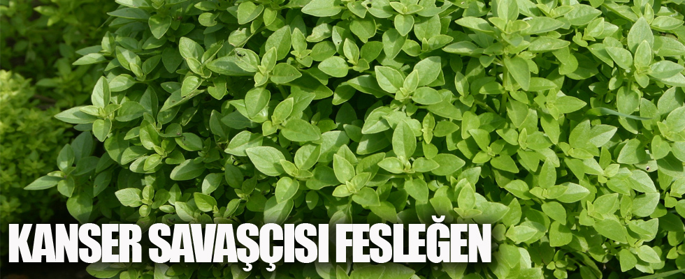 Fesleğen doğal bir kanser savaşçısıdır