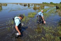ORGANİK YUMURTA - Hayvansal Ürün İhracatı Yüzde 30 Arttı