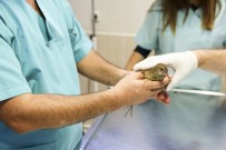 SOKAK HAYVANI - Maltepe Belediyesi Son 5 Yılda 57 Bin Sokak Hayvanını Tedavi Etti