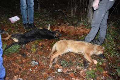 Sakarya'da Yol Kenarında 3 Köpek Ölü Olarak Bulundu