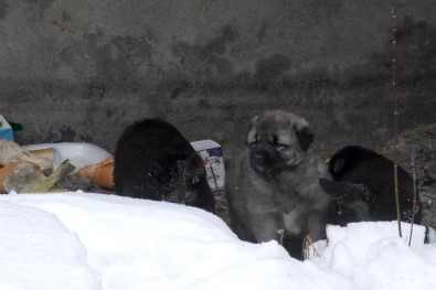 Sibirya Soğuklarından Etkilenen Köpeği Ve Yavrularını Her Gün Besliyor