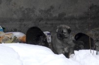 YAŞAM MÜCADELESİ - Sibirya Soğuklarından Etkilenen Köpeği Ve Yavrularını Her Gün Besliyor