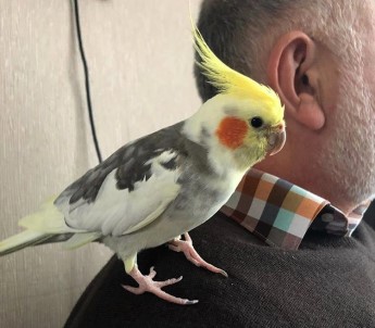 Türkiye Sevdalısı Gurbetçi Papağanın Şaşırtan Repertuvarı