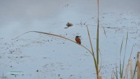 KıZKALESI - Kuş Cennetinde, Kış Ortası Kuş Sayım Mesaisi Sürüyor