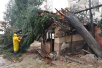 SERBEST BÖLGE - Mersin'de Devrilen Ağaçlar Kaldırılıyor, Sular Tahliye Ediliyor