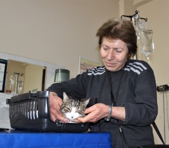 (ÖZEL) Diyabetli Kedisini Tedavi Ettirmek İçin Onlarca Kilometre Yol Kat Ediyor