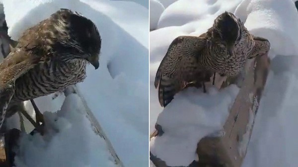 Tilkiden sonra atmaca da dondu!