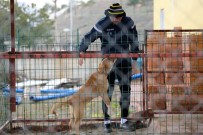 YAVRU KÖPEK - E.Yeni Malatyaspor'un 'Cesur'u Artık Genç Bir Köpek