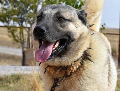 O sorunun cevabı bulundu