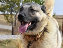 KANGAL KÖPEĞİ - O sorunun cevabı bulundu