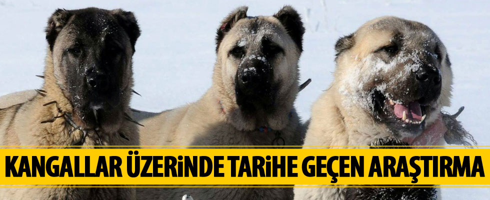 O sorunun cevabı bulundu