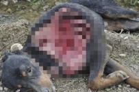 Sinop'ta Aç Kalan Kurtlar Köpeği Yedi Haberi