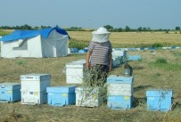 Trakya Ve Gezginci Arılar Arasında 5 Kilometrelik Tampon Bölge Olacak Haberi