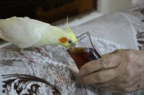 ÇAY TİRYAKİSİ - Çay Tiryakisi Papağan 'Limon'