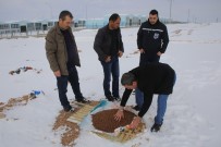 ERTUĞRUL ÇALIŞKAN - Karaman'da Belediye Sokak Köpeklerine Yiyecek Bıraktı