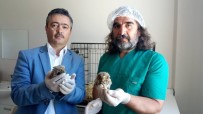 VAN YÜZÜNCÜ YıL ÜNIVERSITESI - Van'da 2018 Yılında 72 Yaralı Yaban Hayvanı Tedavi Edildi