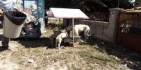 EKOLOJIK - Aslanapa Belediyesi Hayvanlar İçin Beslenme Noktaları Yerleştirdi
