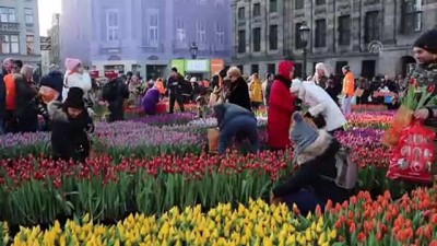 Hollanda'da Ulusal Lale Günü'ne Yoğun İlgi