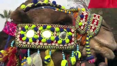 İzmir'de 'En Güzel Deve' Seçildi