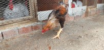 Dünyanın en büyük tavuğunu yetiştirdi