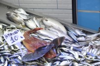 BARBUNYA - Sinop'ta Balıkçılar Umutlarını Dip Balıklarına Bağladı