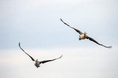 Uluabat Gölü'ndeki Kuşları Tek Tek Saydılar