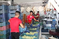 İHRACATÇILAR - Alaşehir'den 500 Milyon Dolarlık İhracat