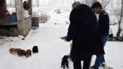 Donmak Üzere Olan Köpek Yavrularına Evlerini Açtılar
