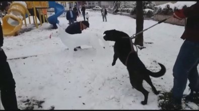 Kardan Köpeği Gerçek Sanınca