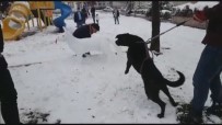 Kardan Köpeği Gerçek Sanınca Haberi