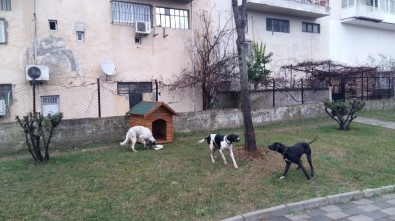 Ümraniye'de Bu Kış Sokak Hayvanları İçin Daha Sıcak Geçecek