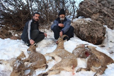 Adıyaman'da 5 Yaban Keçisi Açlıktan Ve Soğuktan Donarak Öldü