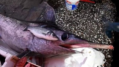 Balıkçıların Ağına 70 Kiloluk Kılıç Balığı Takıldı