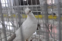 AKALAN - Hünkari Güvercinleri Güzellik Yarışmasında Görücüye Çıktı