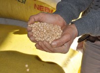 KURU BAKLİYAT - Markette 21 TL, Üreticide 3 TL Olan Nohut Alıcı Bulamıyor