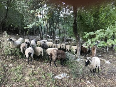(ÖZEL) İstanbul'da Yöneticiliği Bıraktı, Sakarya'da Koyun Yetiştiriyor