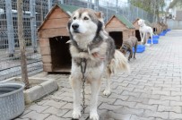 BEYLIKDÜZÜ BELEDIYESI - Beylikdüzü'nde Tam Donanımlı Hayvan Hastanesi