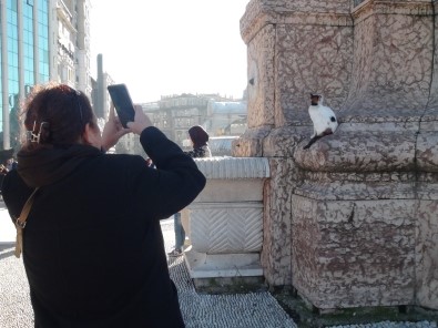 (Özel) Taksim Cumhuriyet Anıtı'na Çıkan Kedi Turistlerin İlgi Odağı Oldu