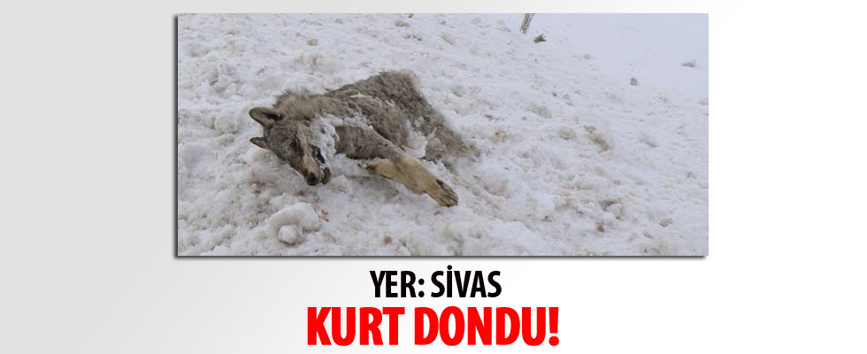 Sivas'ın ayazı koca kurdu dondurdu