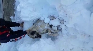 Üzerine Kar Yığını Düşen Köpek Kurtarıldı