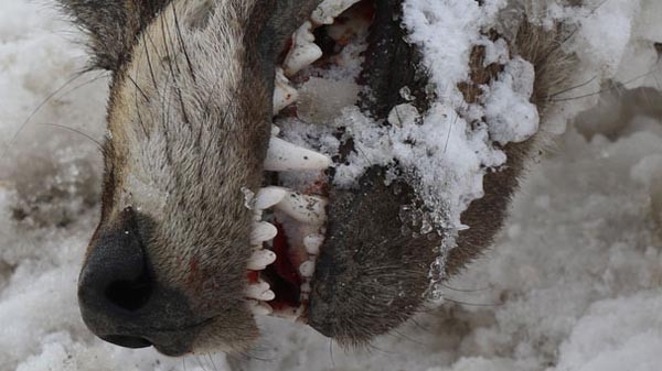 Sivas'ın ayazı koca kurdu dondurdu