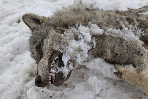 Sivas'ın ayazı koca kurdu dondurdu
